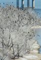 '눈이 아닙니다' 밤섬 버드나무 백화현상