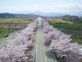 끝없이 펼쳐진 벚꽃 길