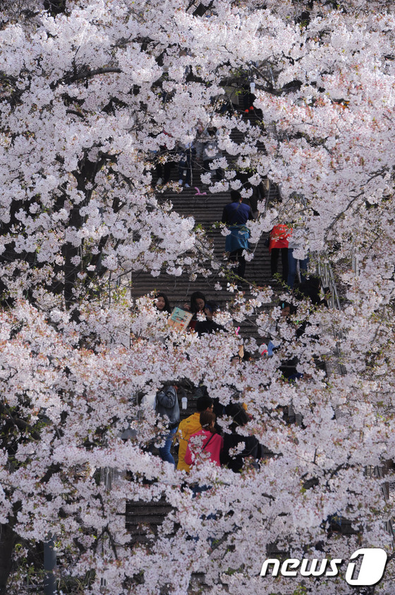 강릉 남산에 만개한 벚꽃