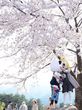 동화같은 벚꽃 축제