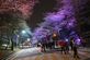 렛츠런파크, 야간벚꽃축제 '말 그대로 벚꽃'