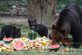 곰 가족의 '과일 파티'