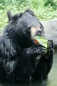 수박 먹는 곰