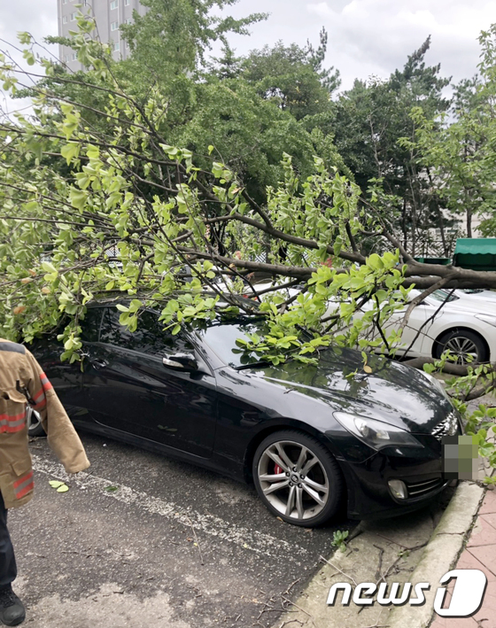 태풍 링링 북상...차량위에 부러진 나무 