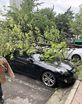 태풍 링링 북상...차량위에 부러진 나무 