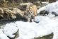 에버랜드 한국호랑이의 겨울나기
