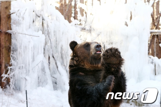 불곰의 겨울 즐기기
