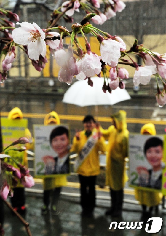 선거유세 지지하는 벚꽃(?)