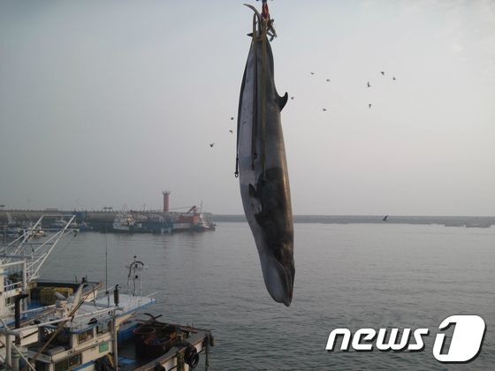 밍크고래