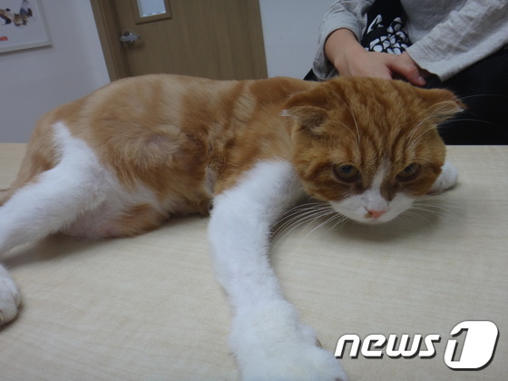 예쁜노리 이미지