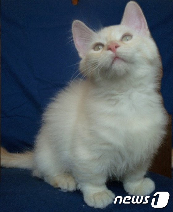 영국 수의사들 "유전질환 앓는 먼치킨 고양이, 이대론 안 돼" | 인스티즈