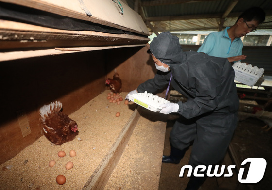 \'살충제 달걀\' 논란, 유해물질 확인 위해 달걀 수거