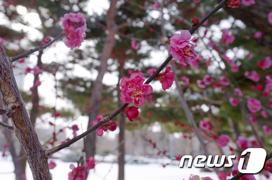 '광주 조선대학교 교정에 핀 홍매화' 대표이미지