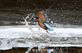 한국보도사진상 우수상 '물총새의 겨울사냥'