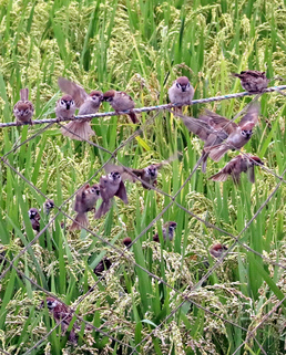 익어가는 논에서 먹이활동 하는 참새들