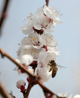 봄맞이 분주한 꿀벌