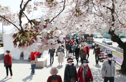 3년 만에 열린 여의도 벚꽃길 즐기는 시민들