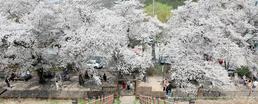 전주 아중호수 벚꽃 만개