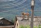 '태풍 힌남노' 물폭탄 피해 지붕 위로 대피한 개