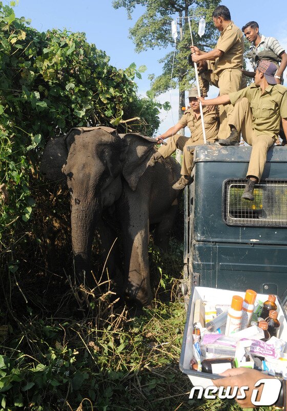 본문 이미지 - 부상 코끼리가 직원들의 보호속에 링거를 맞고 있다. AFP=News1 