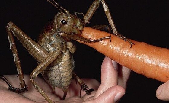 본문 이미지 - 뉴질랜드에서 슈퍼곱등이 등장 