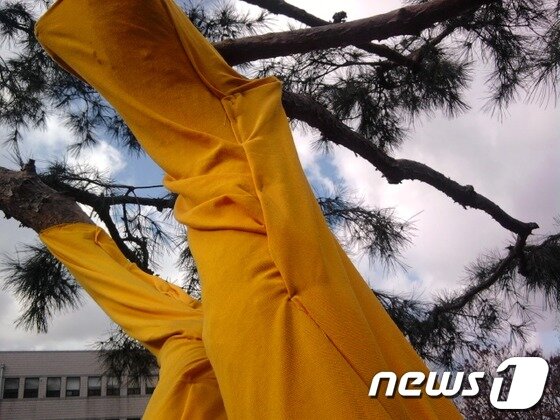 본문 이미지 - 서울대 미대 2011학년도 졸업전 중 스테이플러를 나무에 찍어 문제가 된 작품. © 서울대 커뮤니티 스누라이프 캡쳐. 