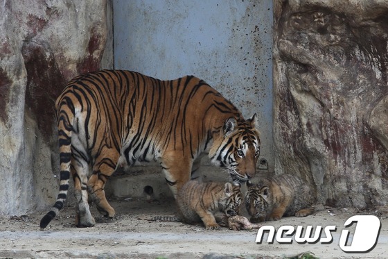 우치동물원 호랑이와 새끼 호랑이 모습 (우치공원 제공)© News1