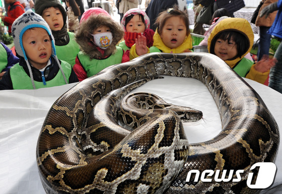 (서울=뉴스1) 박세연 기자 = 16일 오전 서울 광화문광장에서 열리고 있는 마더페스티벌을 찾은 어린이들이 미니동물체험장에서 비단구렁이과인 버미즈파이톤을 살펴보고 있다. 보건복지부 …