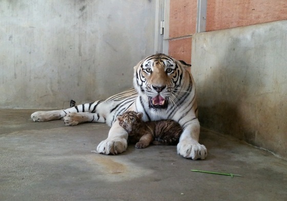 서울대공원 호랑이 '미호' 개체간 싸움 중 폐사