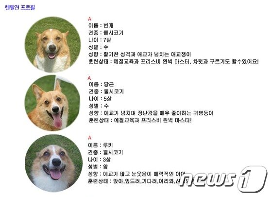 본문 이미지 - J모 개 렌탈서비스 업체 홈페이지 © News1 