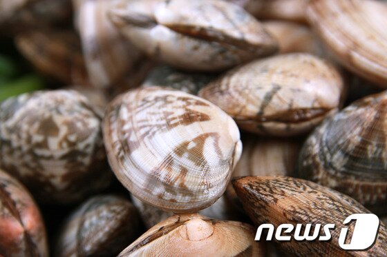 본문 이미지 - 바지락. &#40;뉴스1DB&#41; ⓒ News1