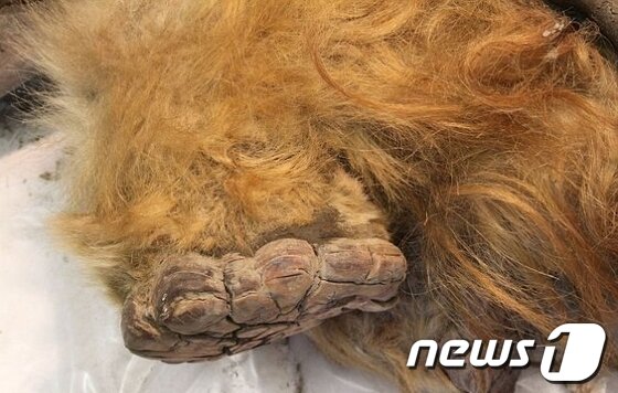 본문 이미지 - 놀라울 정도로 잘 보존된 유카 &#40;출처=데일리메일&#41; © News1 
