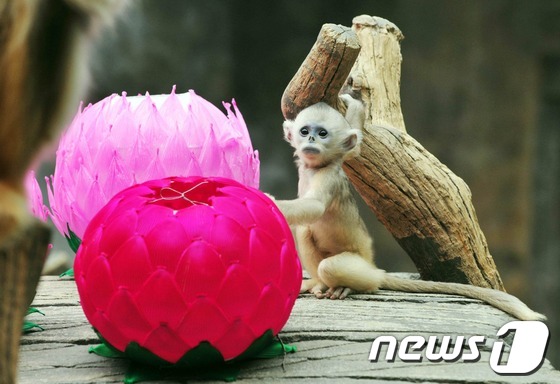 (용인=뉴스1) 이정선 기자 = 석가탄신일을 나흘 앞둔 24일 오후 경기도 용인 에버랜드 동물원에서 중국 고대 소설 '서유기'의 주인공이자 손오공의 실제 모델로 알려진 '황금원숭이 …