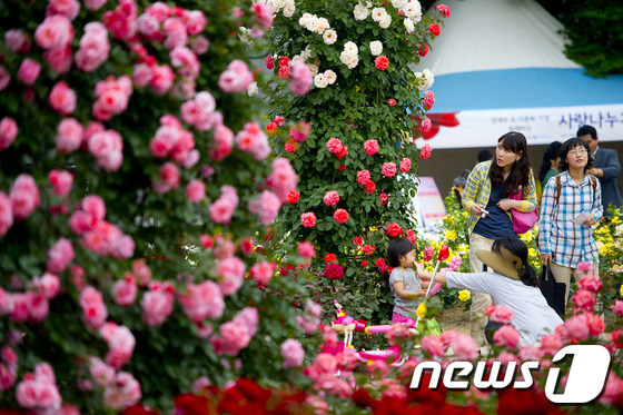 (서울=뉴스1) 이명근 기자 = 30일 오후 서울 잠실 올림픽공원 내 장미광장에서 열린 2012 장미축제를 관람온 시민들이 화려하게 핀 장미꽃을 관람하고 있다. 2012.5.30/ …