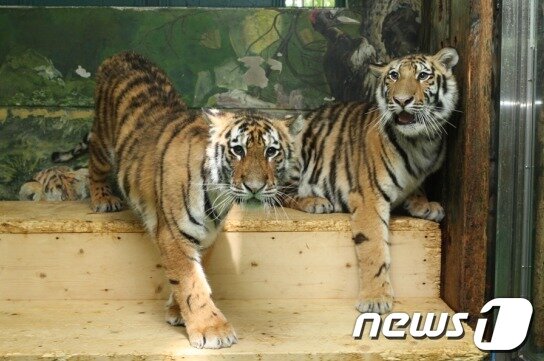 본문 이미지 - 2011년 서울동물원에서 태어난 시베리아호랑이 ‘하니’와 ‘하나’. 조상 세대에서 교잡된 혈통임에도 짝이 없는 수컷과 번식할 목적으로 2012년 6월, 오픈교환방식을 통해 벤쿠버동물원에 보내졌다. (자료사진) ⓒ News1