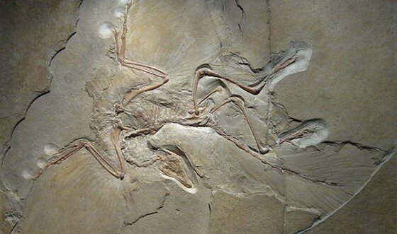 본문 이미지 - 시조새 화석과 상상도 &#40;위키피디아&#41;© News1 