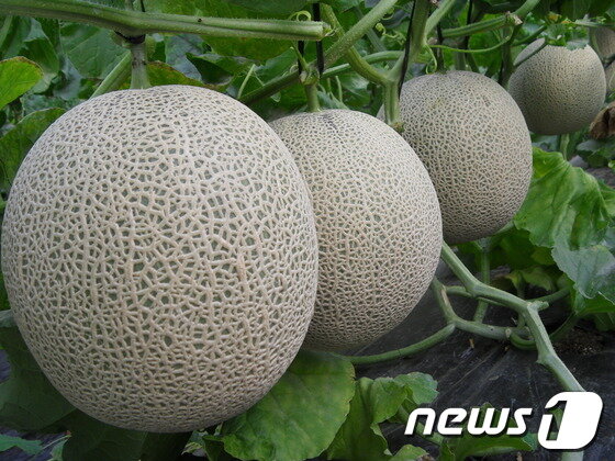 본문 이미지 - ⓒ News1