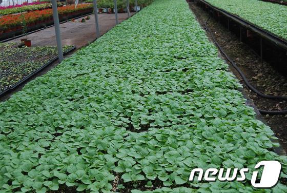 본문 이미지 - 육묘 중 잎들깨.ⓒ News1