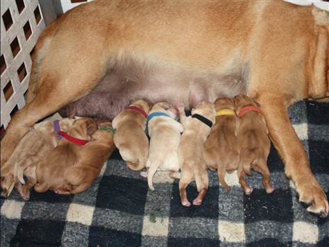 본문 이미지 - 새로 태어난 강아지들의 모습(MSNBC) © News1 