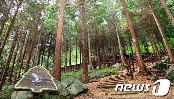 본문 이미지 - 이미 조성돼 있는 편백숲 1차 조성지 모습(사진제공=창원시청)© News1 
