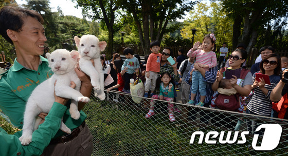 (용인=뉴스1) 박세연 기자 = 1일 오전 경기도 용인시 에버랜드 동물원에서 지난 8월28일 태어난 아기 백사자(수컷) 2마리를 관람객에게 공개하고 있다.백사자는 전세계에 300여 …