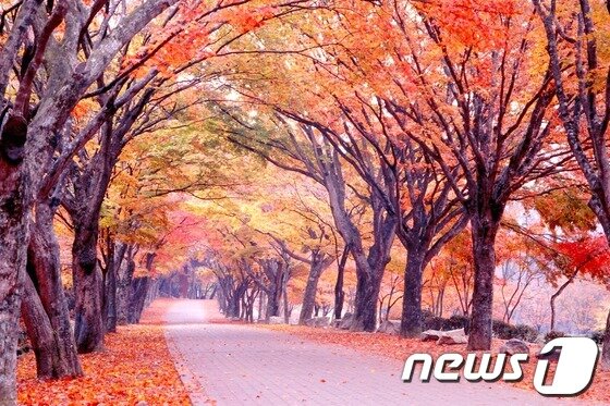 본문 이미지 - 내장산 단풍길. © News1