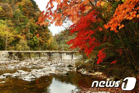 본문 이미지 - 오대산 선재길 섶다리.(국립공원관리공단 제공) © News1