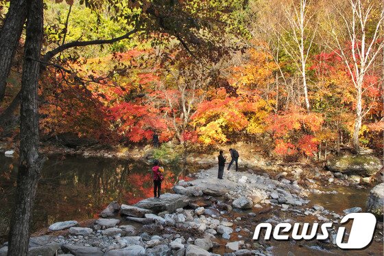 본문 이미지 - 오대산국립공원 선재길. © News1