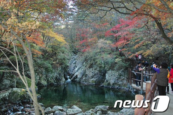 본문 이미지 - 치악산국립공원 금강소나무길. © News1
