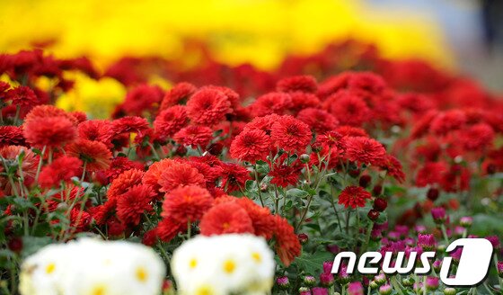 본문 이미지 - 익산시 중앙동 중앙체육공원에서 형형색색의 국화꽃이 관광객을 맞이하고 있다. 