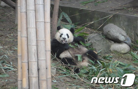 본문 이미지 -  © News1  