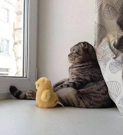 본문 이미지 - 고양이는 독립심이 강하고 약점을 잘 보이지 않는 습성때문에 우울 증상을 알아차리기 어렵다.(사진 온라인 커뮤니티)ⓒ News1