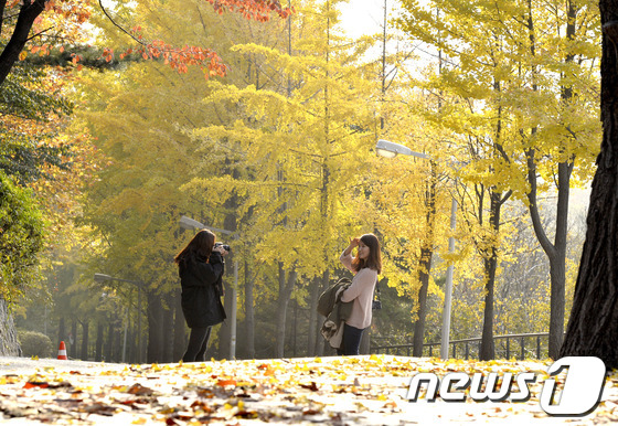 (서울=뉴스1) 최영호 기자 = 4일 오후 서울 서대문구 이화여자대학교 캠퍼스에 서 학생들이 쌓여가는 낙엽 위에서 사진을 찍으며 깊어가는 가을 정취를 만끽하고 있다.2013.11. …