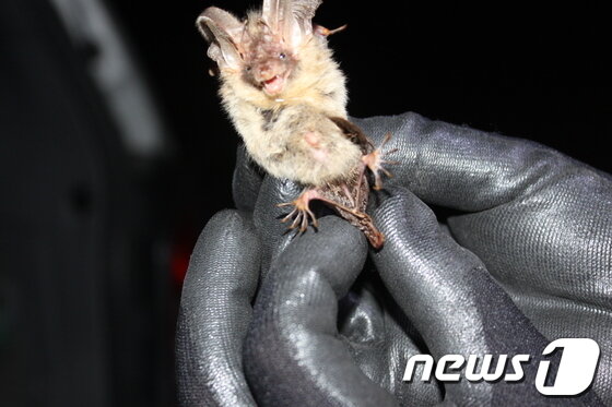 본문 이미지 - 오대산국립공원에서 발견된 토끼박쥐. © News1 